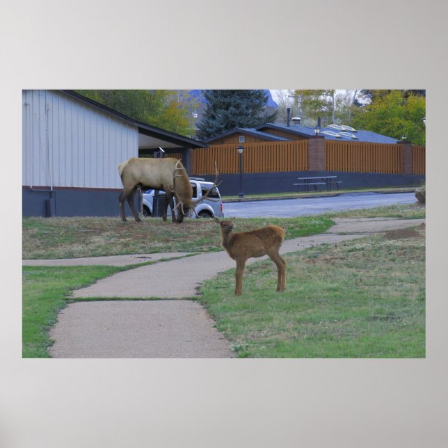 Póster Elk Bull y Calf (Frente)