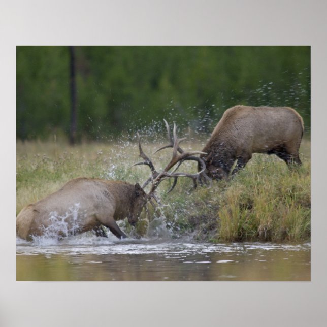 Póster Elk Bulls fighting, Yellowstone NP, Wyoming (Frente)