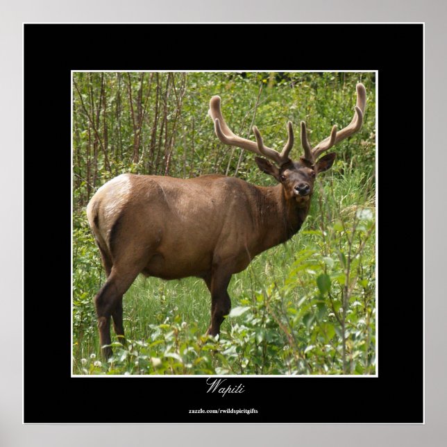 Póster Elk Canadiense (Wapiti) en el Parque Nacional Jasp (Frente)