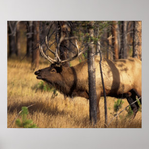 Póster elk, Cervus elaphus, bull bugles in a burnt out
