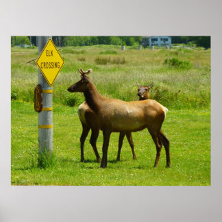 Póster Elk Crossing California Wildlife Photography