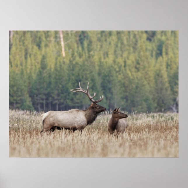 Póster Elk de toro en Meadow | Parque nacional Yellowston (Frente)