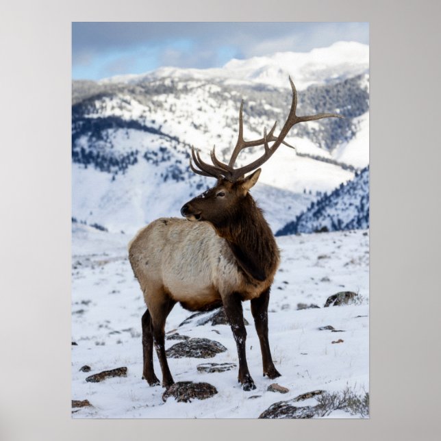 Póster Elk de toro solitario en la nieve | Parque naciona (Frente)