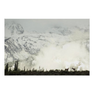 Póster Elk en el Parque Nacional de Grand Teton