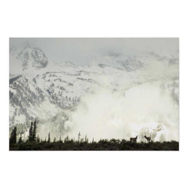 Póster Elk en el Parque Nacional de Grand Teton (Anverso)