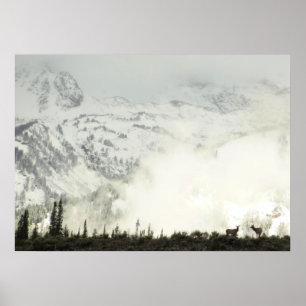 Póster Elk en el Parque Nacional de Grand Teton