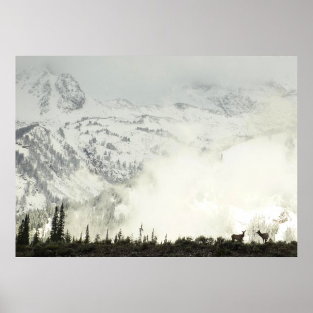 Póster Elk en el Parque Nacional de Grand Teton (Frente)