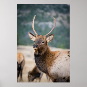 PÓSTER ELK EN EL PARQUE NACIONAL DE LA MONTAÑA ROCKY - EL
