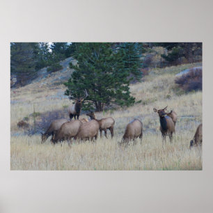 Póster Elk Herd