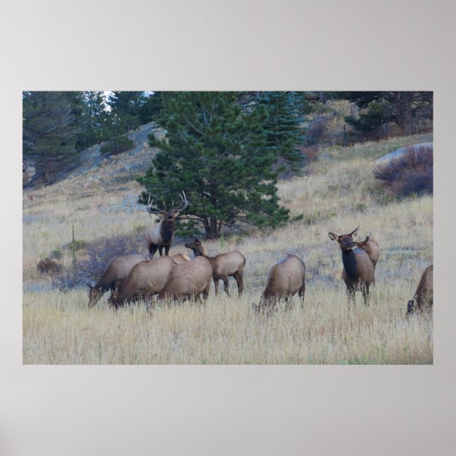 Póster Elk Herd (Frente)