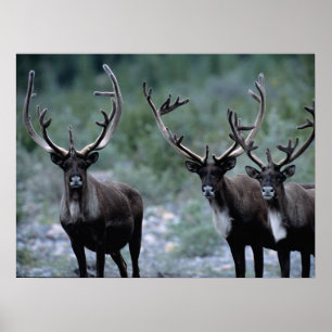 Póster Elk Herd   Monte Baring, Washington