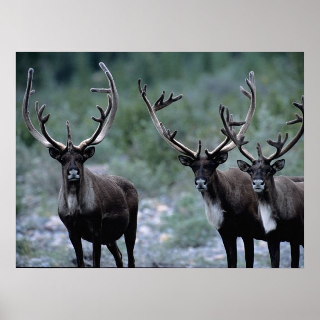 Póster Elk Herd | Monte Baring, Washington (Frente)