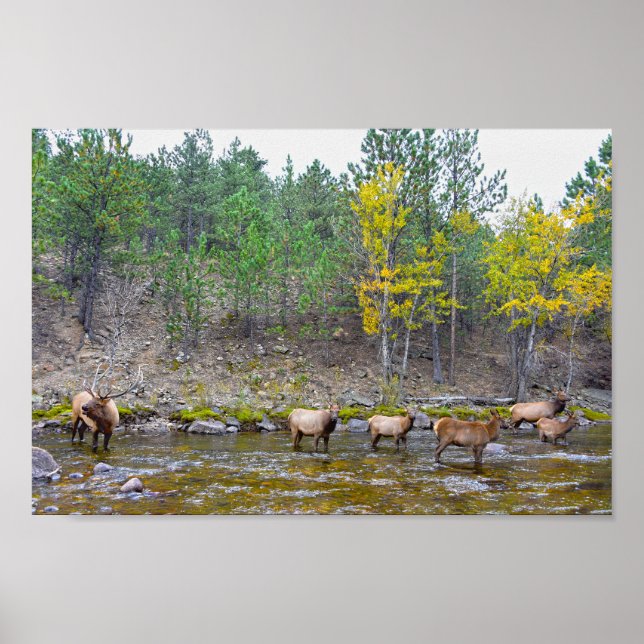 Póster Elk Herd Wading in The Big Thompson River (Frente)