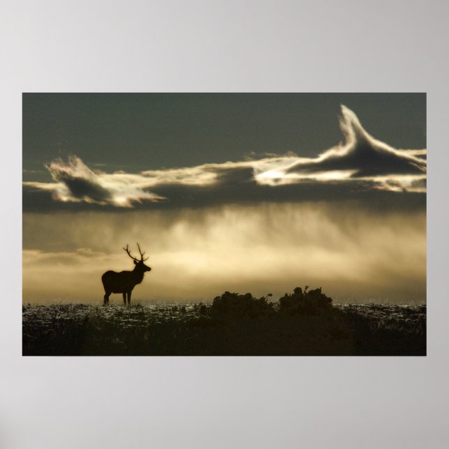 Póster elk in horseshoe park rmnp (Frente)