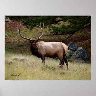 Póster Elk in the Wild