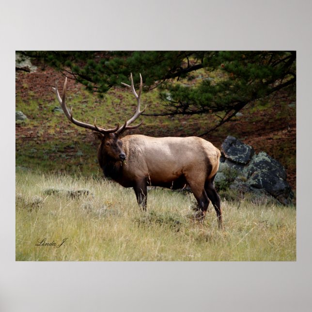 Póster Elk in the Wild (Frente)