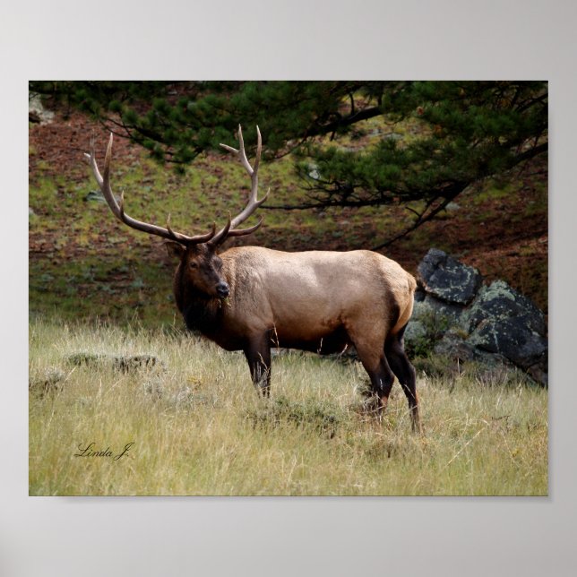 Póster Elk in the Wild Canvas Print (Frente)