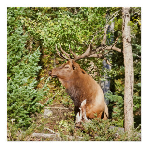 Póster Elk macho en el Parque Nacional de las Montañas Ro