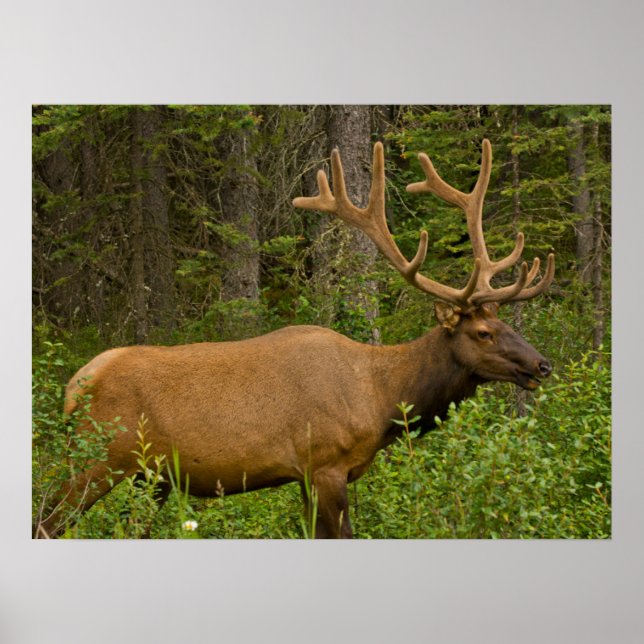 Póster Elk masculino | Parque nacional Banff, Alberta, Ca (Frente)