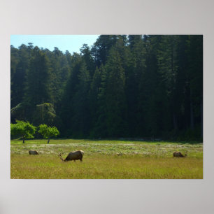 Póster Elk Meadow en el parque nacional de Redwood