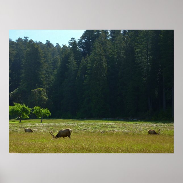 Póster Elk Meadow en el parque nacional de Redwood (Frente)