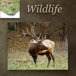 Póster Elk norteamericano