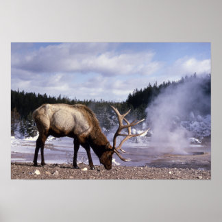 Póster Elk norteamericano en papel invernal