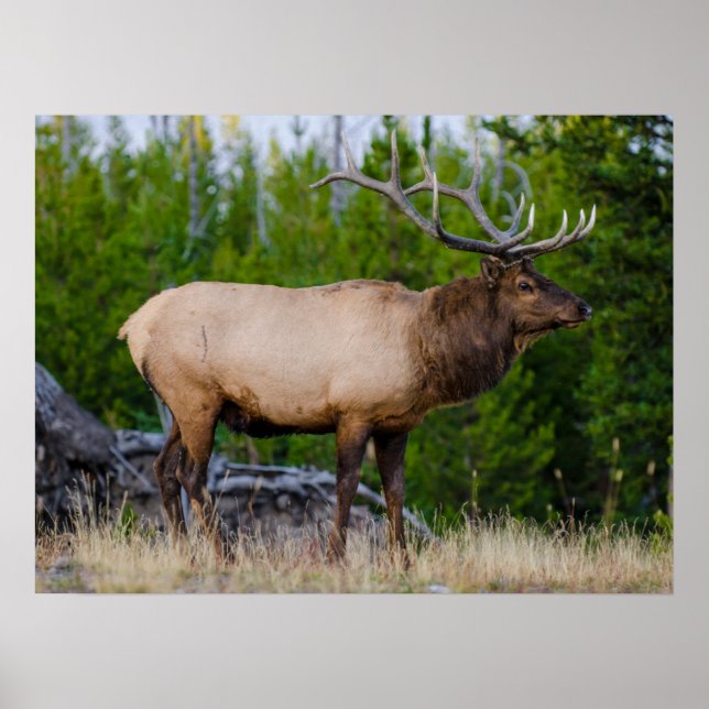 Póster Elk | Parque nacional Yellowstone, Wyoming (Frente)