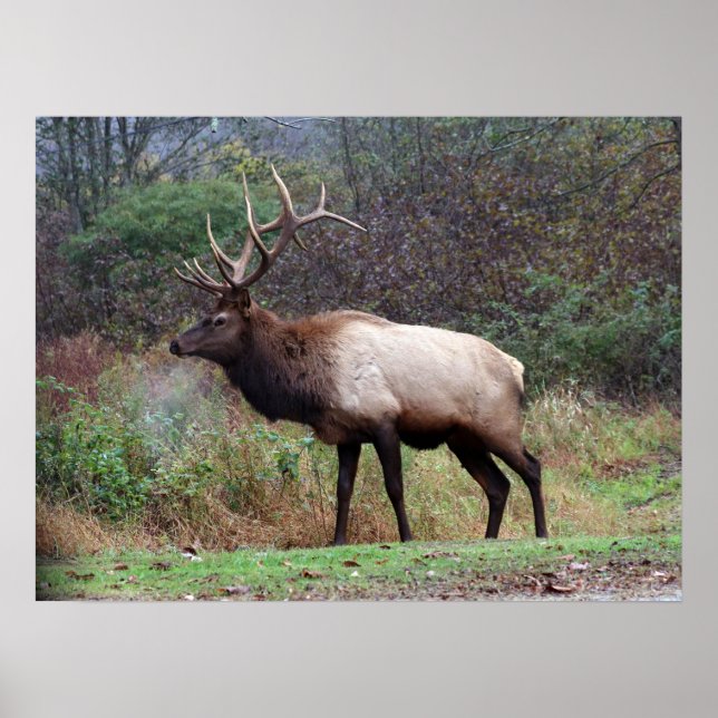 Póster Elk Poster (Frente)