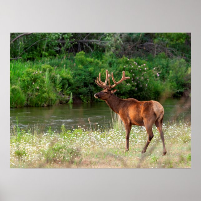 Póster Elk toro en la cordillera nacional de venado, Mont (Frente)