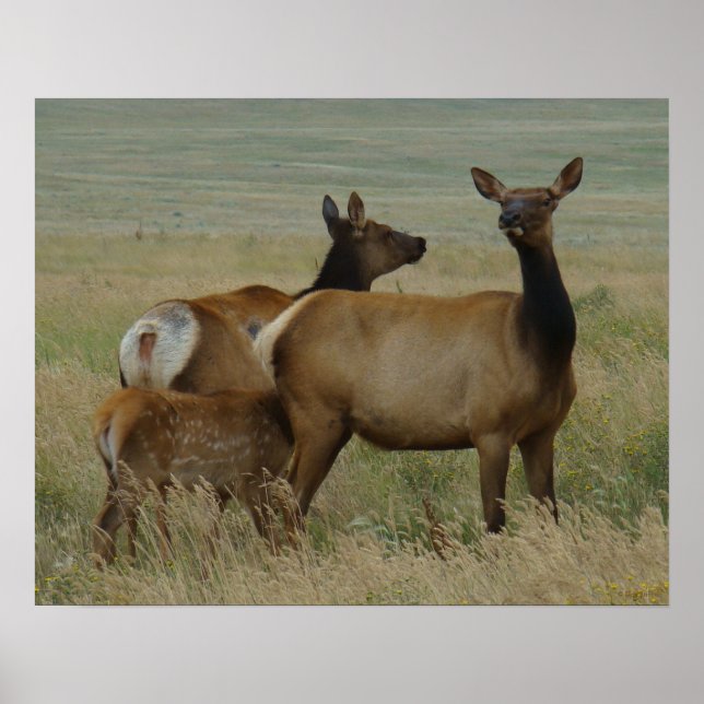 Póster Elk y ternera de vaca E61 (Frente)