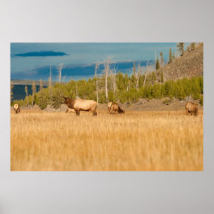 Póster Elks