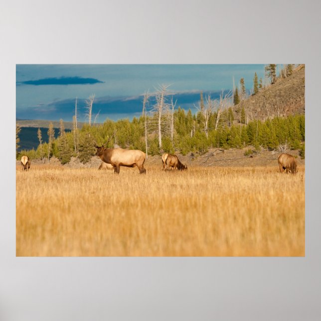 Póster Elks (Frente)