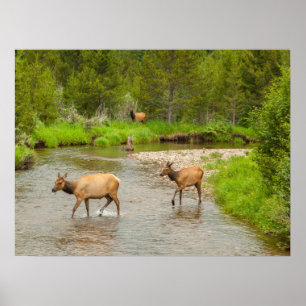 Póster Elks Crossing the Colorado River