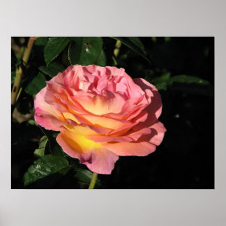 Póster Elle Hybrid Tea Rosa 152