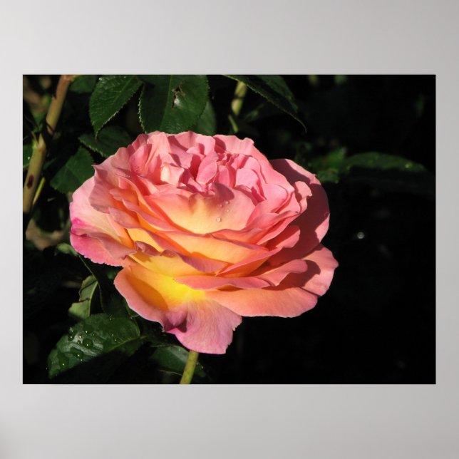 Póster Elle Hybrid Tea Rosa 152 (Frente)