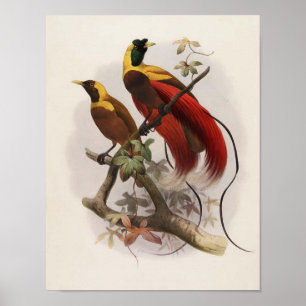 Póster Elliot-Paradisea sanguinea - Pájaro Rojo Del Paraí