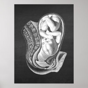 Póster Embarazo Vejez Anatomía Decor Obstétrico No.1