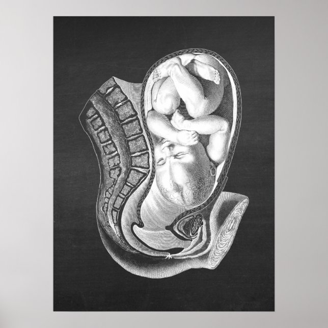 Póster Embarazo Vejez Anatomía Decor Obstétrico No.1 (Frente)