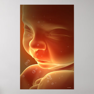 Póster Embryonic Development 4