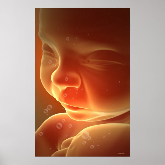 Póster Embryonic Development 4 (Frente)