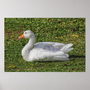 Póster Emden Goose, Lago Roath Park, Cardiff, Gales.