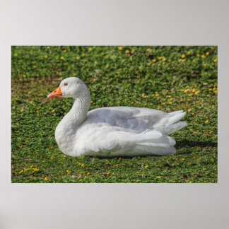 Póster Emden Goose, Lago Roath Park, Cardiff, Gales.