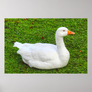 Póster Emden Goose Poster