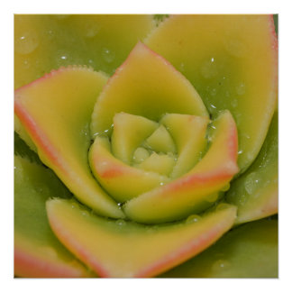 Póster Emerald Bloom: Nature’s Liquid Jewel