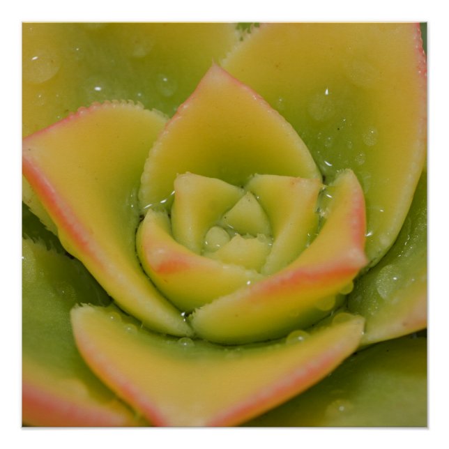 Póster Emerald Bloom: Nature’s Liquid Jewel (Anverso)