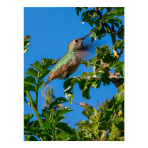 Póster Emerald Flash: Colibrí en Movimiento
