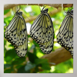 Póster Emergiendo de Cocoons Poster