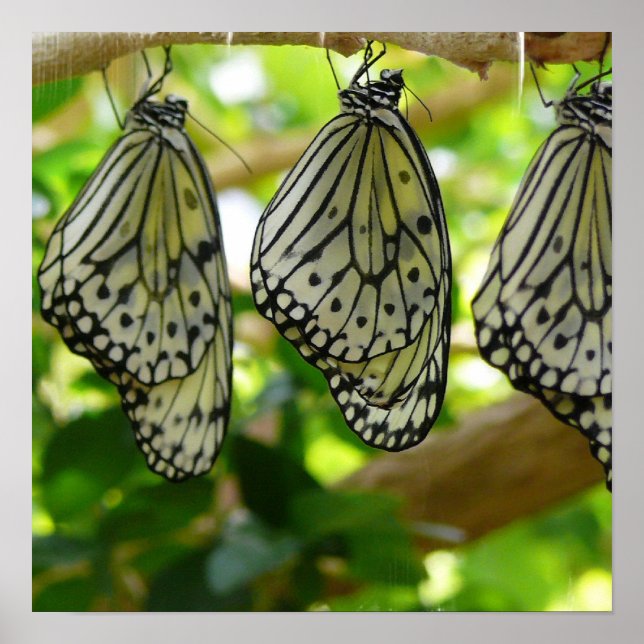 Póster Emergiendo de Cocoons Poster (Frente)