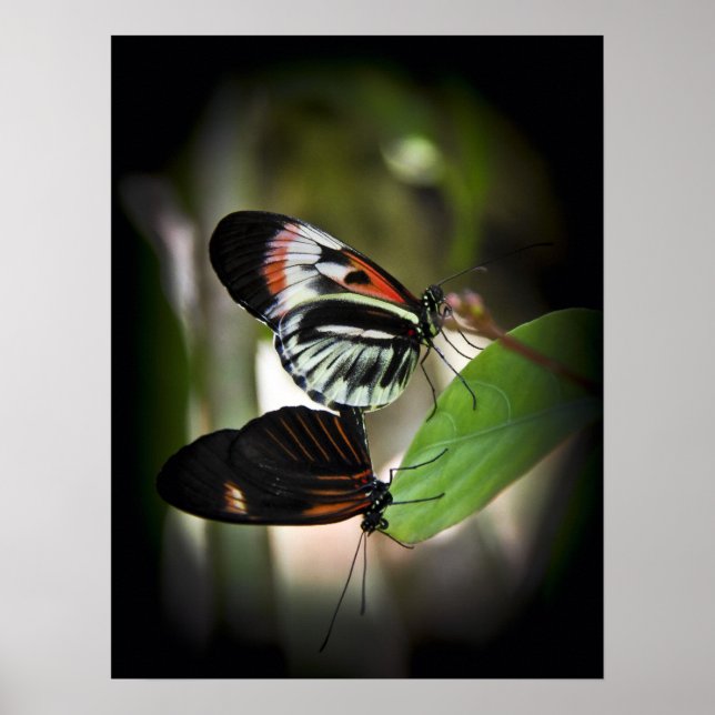 Póster Emparejamiento de teclas de piano (Frente)